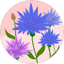 Alessandra Cardi profile picture